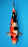 Koi