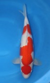 Koi