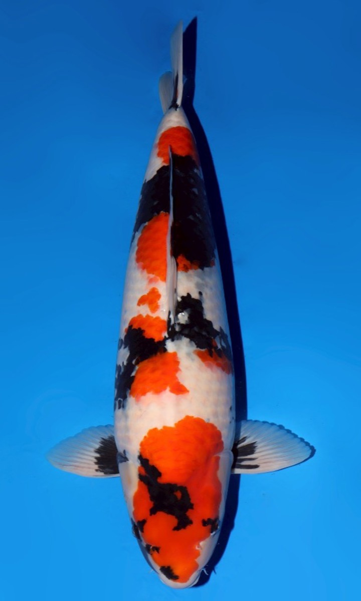 Koi picture