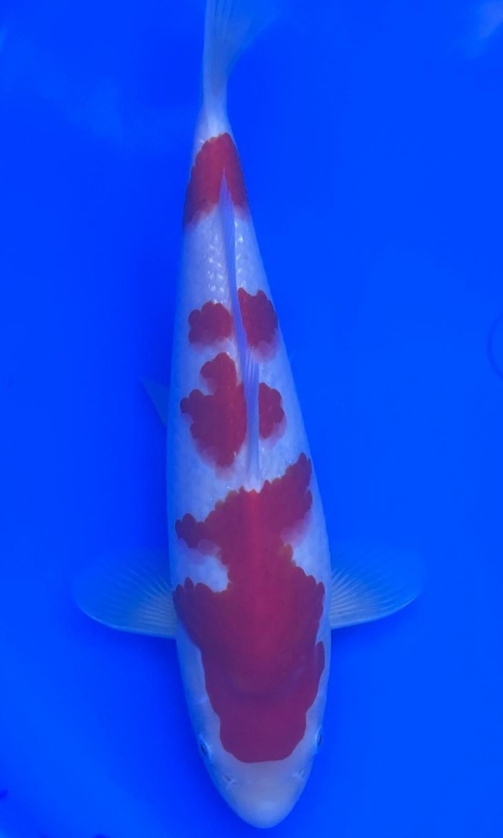 Koi picture