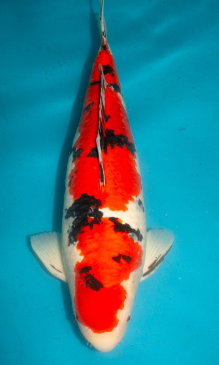 Koi picture