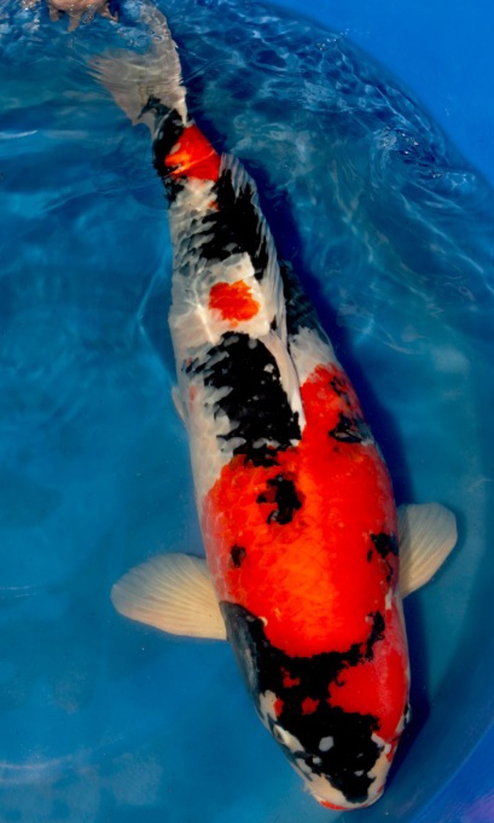 Koi picture