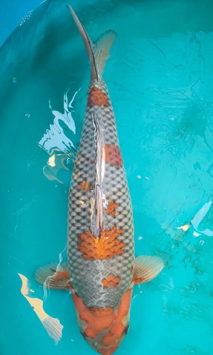 Koi picture