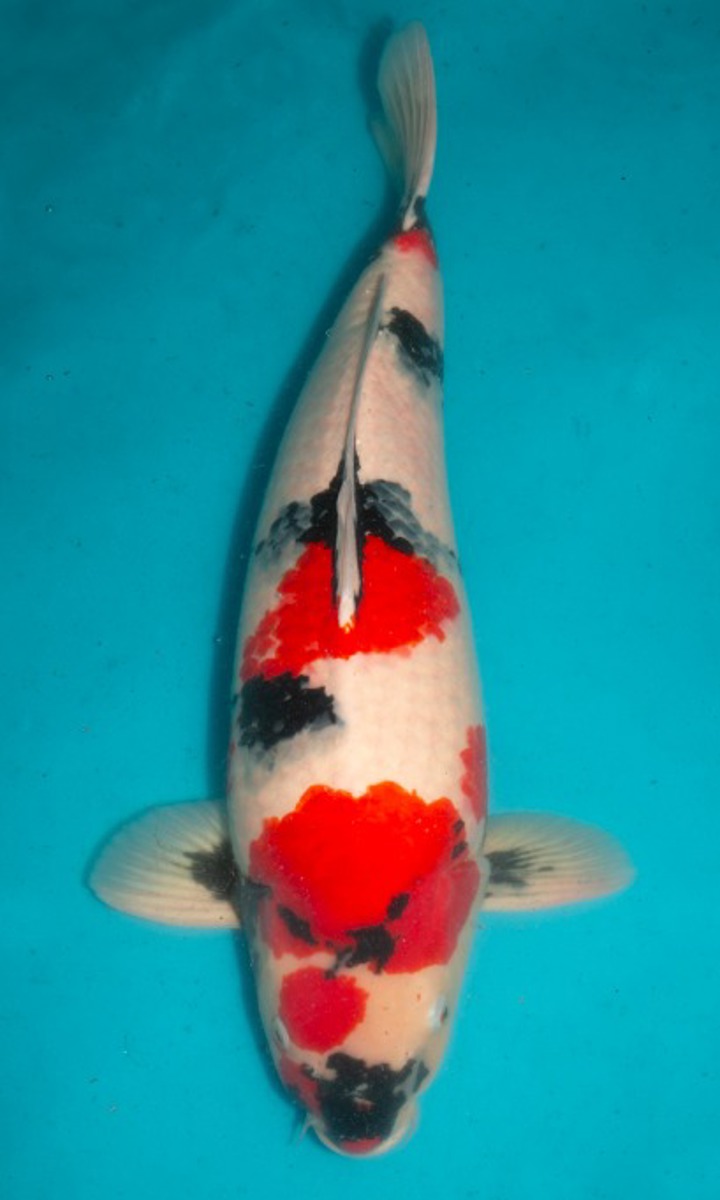 Koi picture