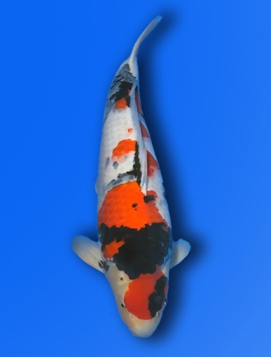 Koi picture