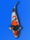 Koi