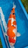 Koi