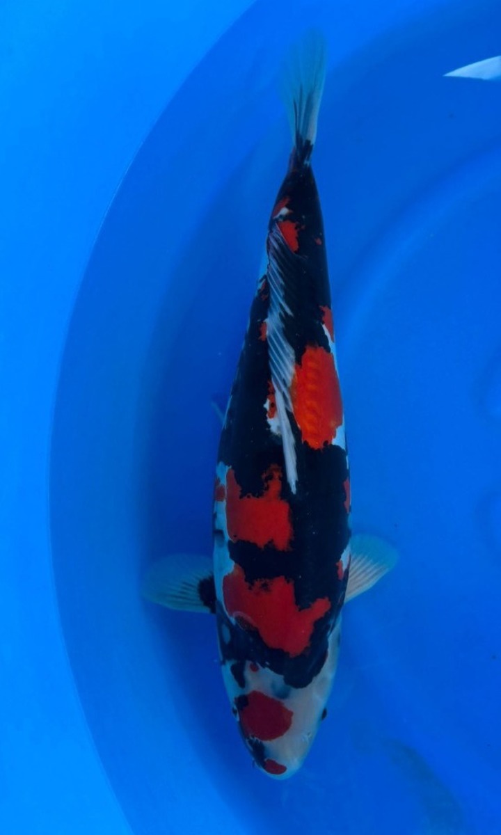 Koi picture