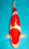 Koi