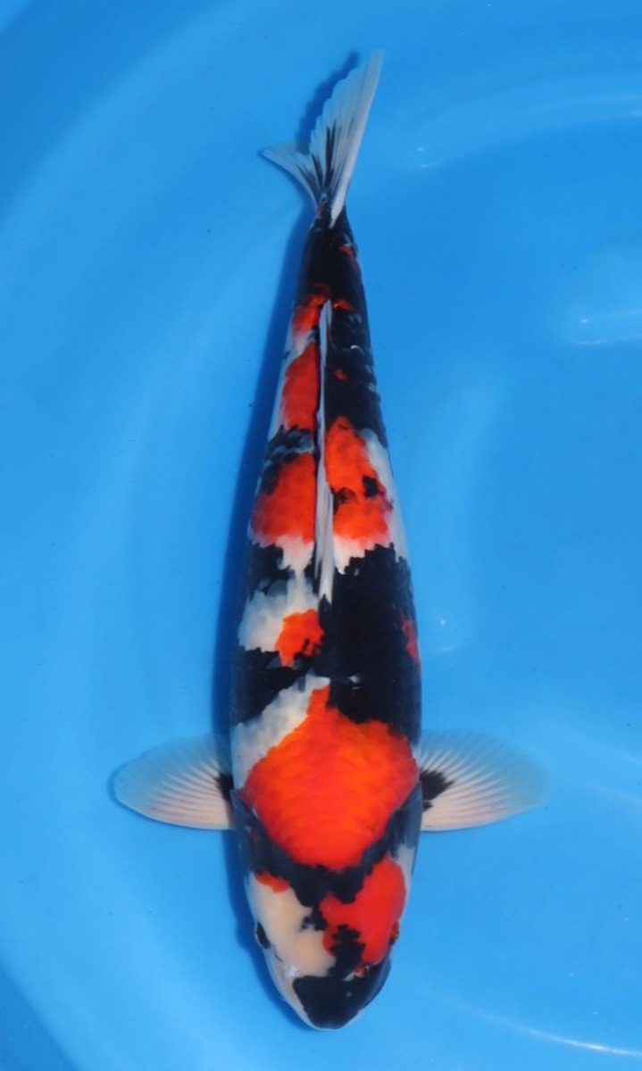 Koi picture