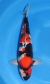 Koi