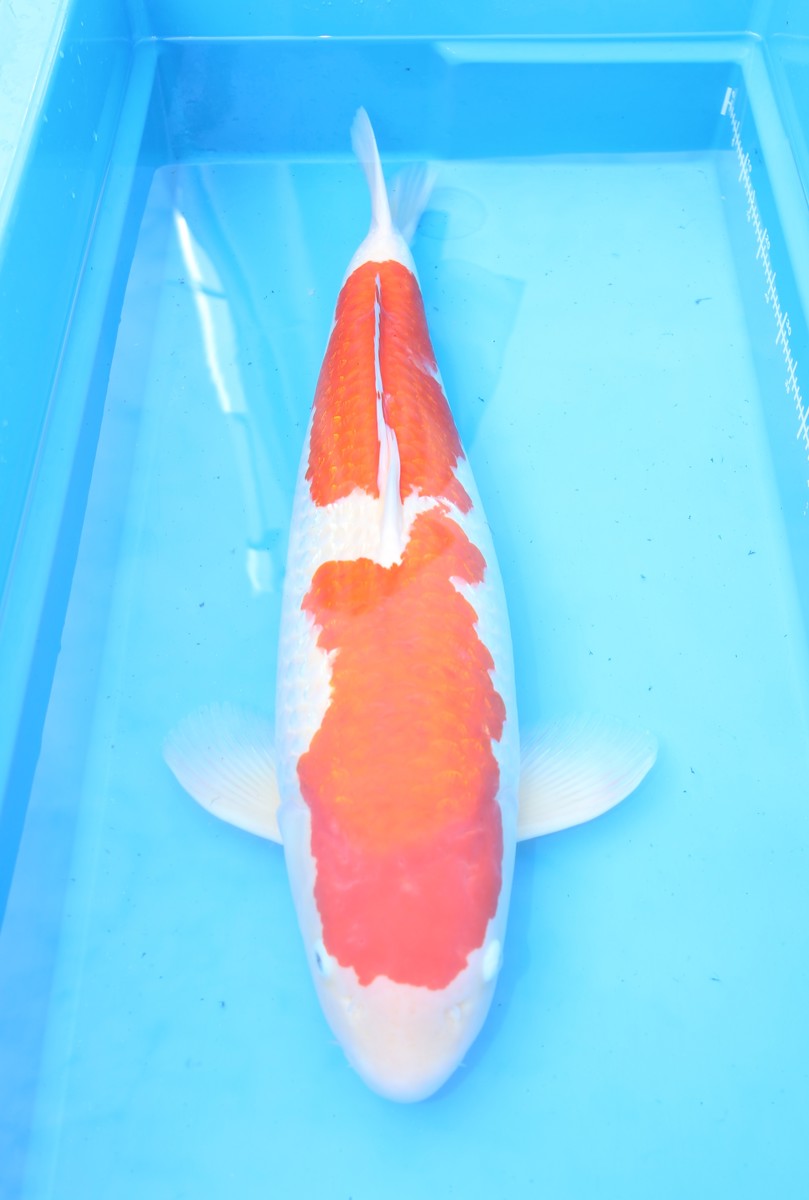 Koi picture