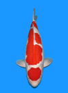 Koi