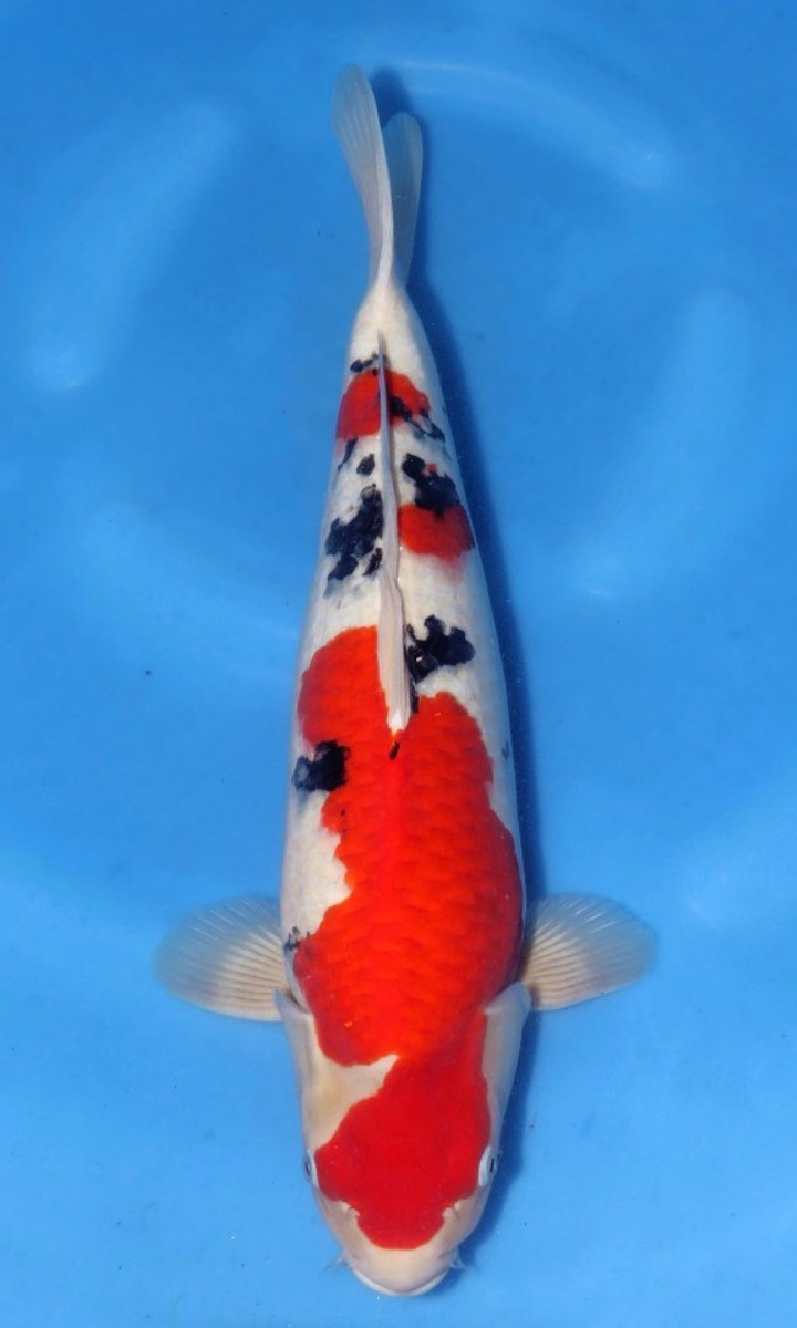 Koi picture