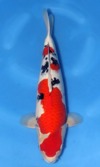 Koi