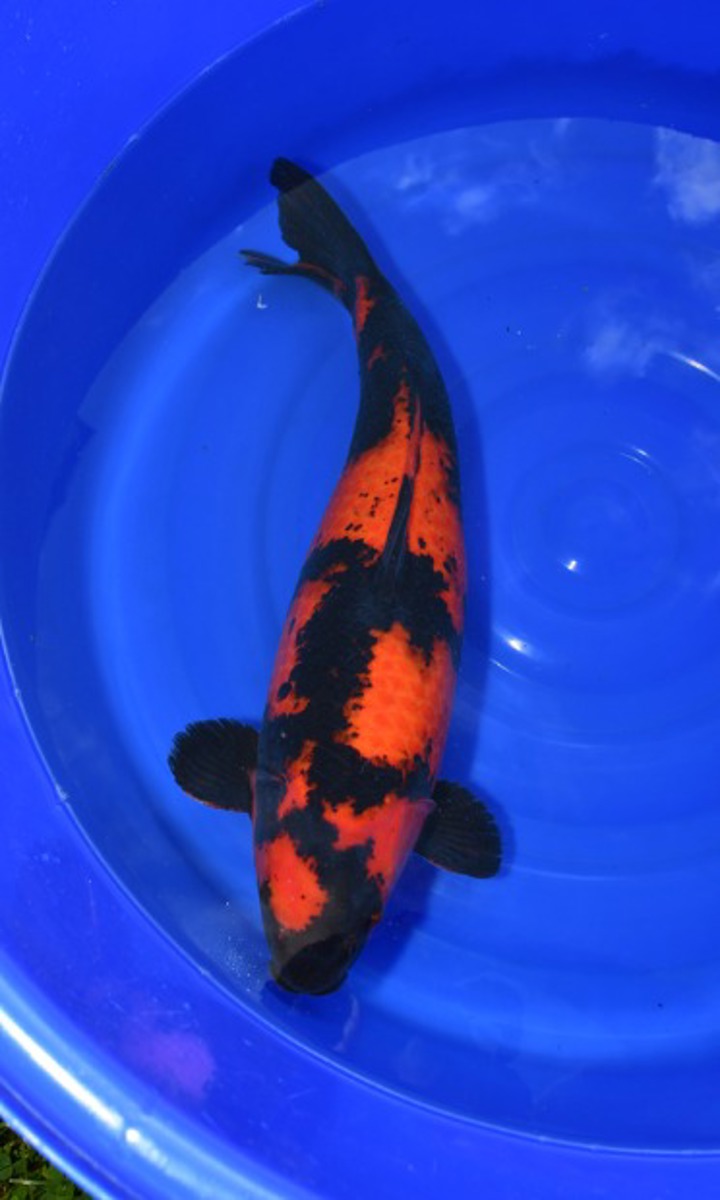 Koi picture