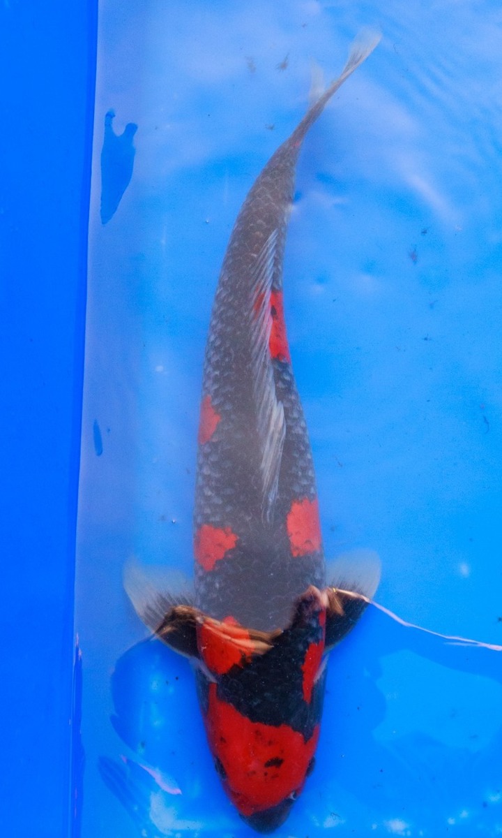 Koi picture