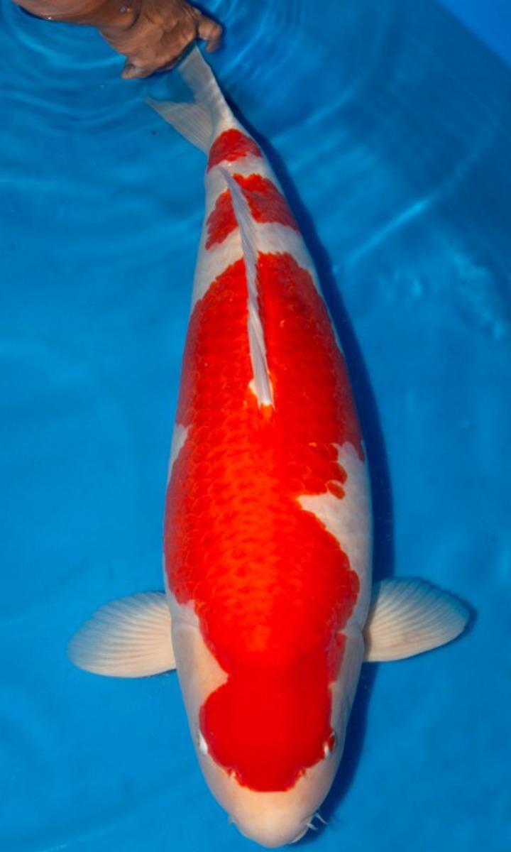 Koi picture