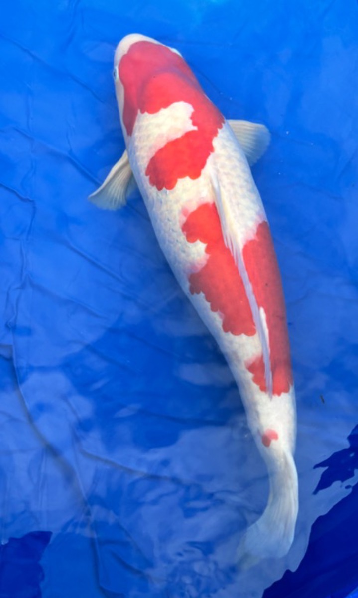 Koi picture