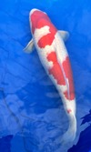 Koi