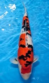 Koi