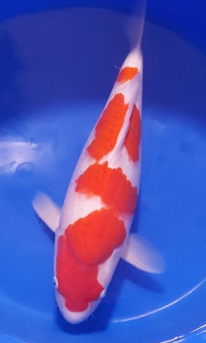 Koi picture