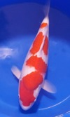 Koi