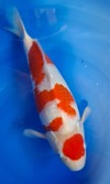 Koi