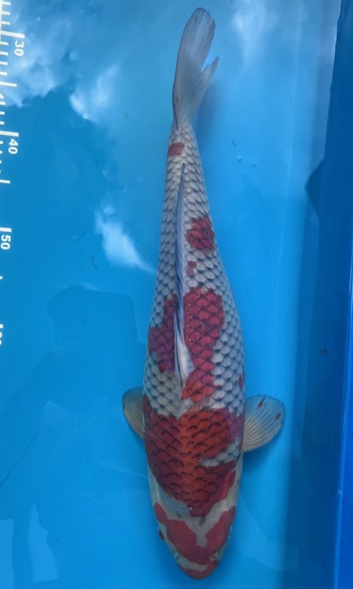 Koi picture