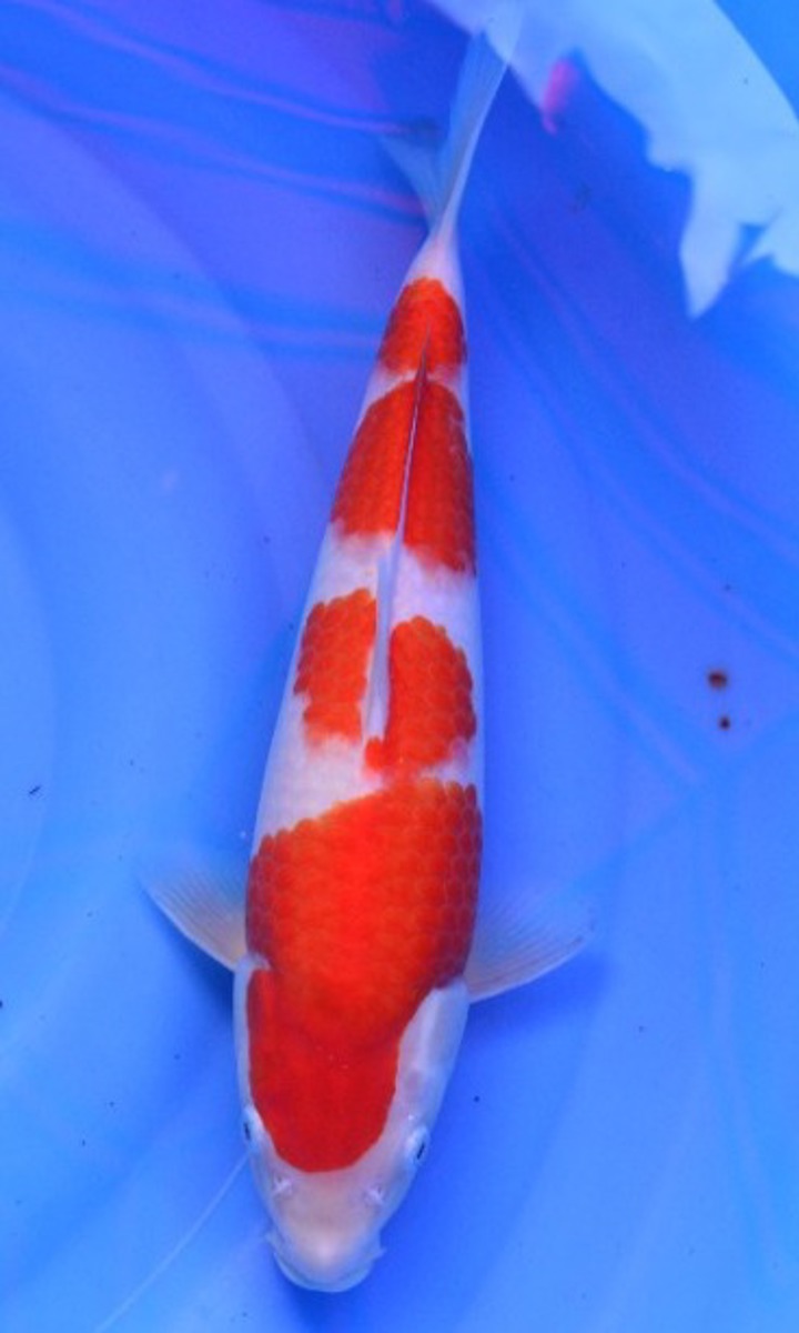 Koi picture