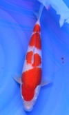 Koi