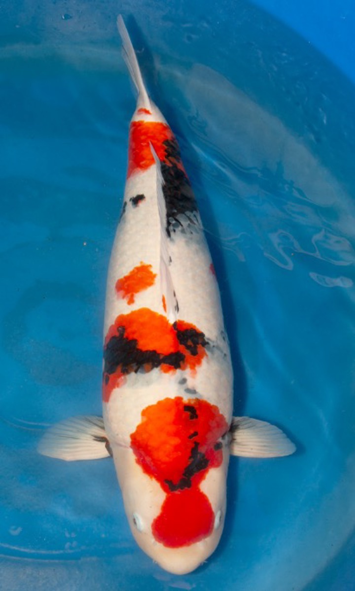 Koi picture