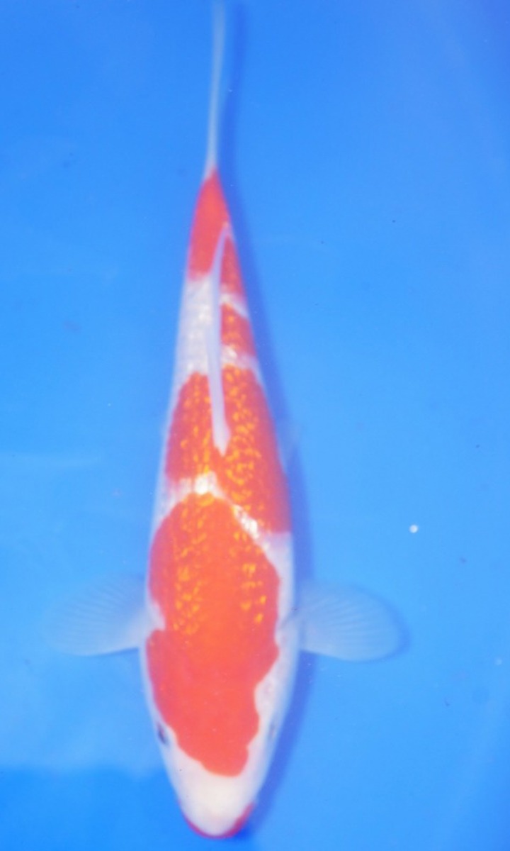 Koi picture