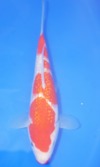 Koi