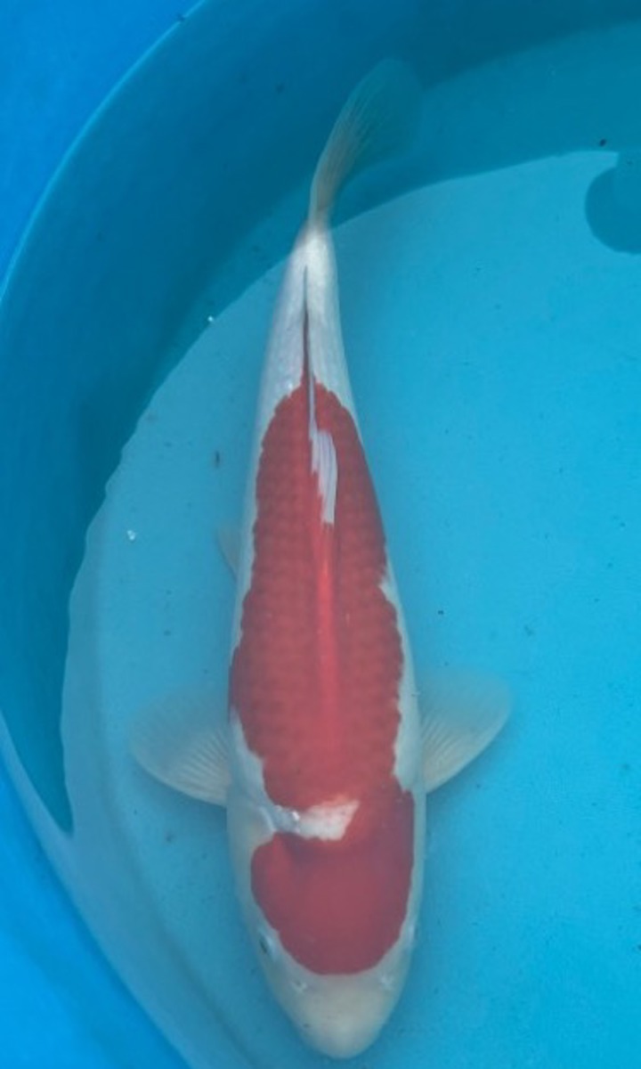 Koi picture