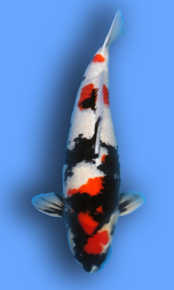 Koi picture