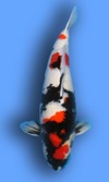 Koi