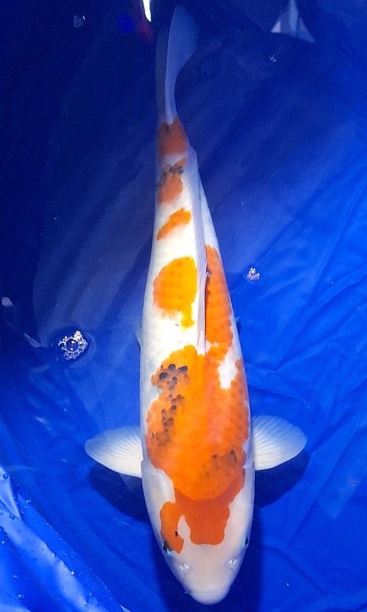 Koi picture