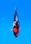 Koi