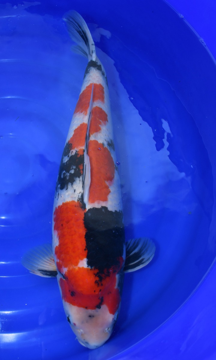 Koi picture