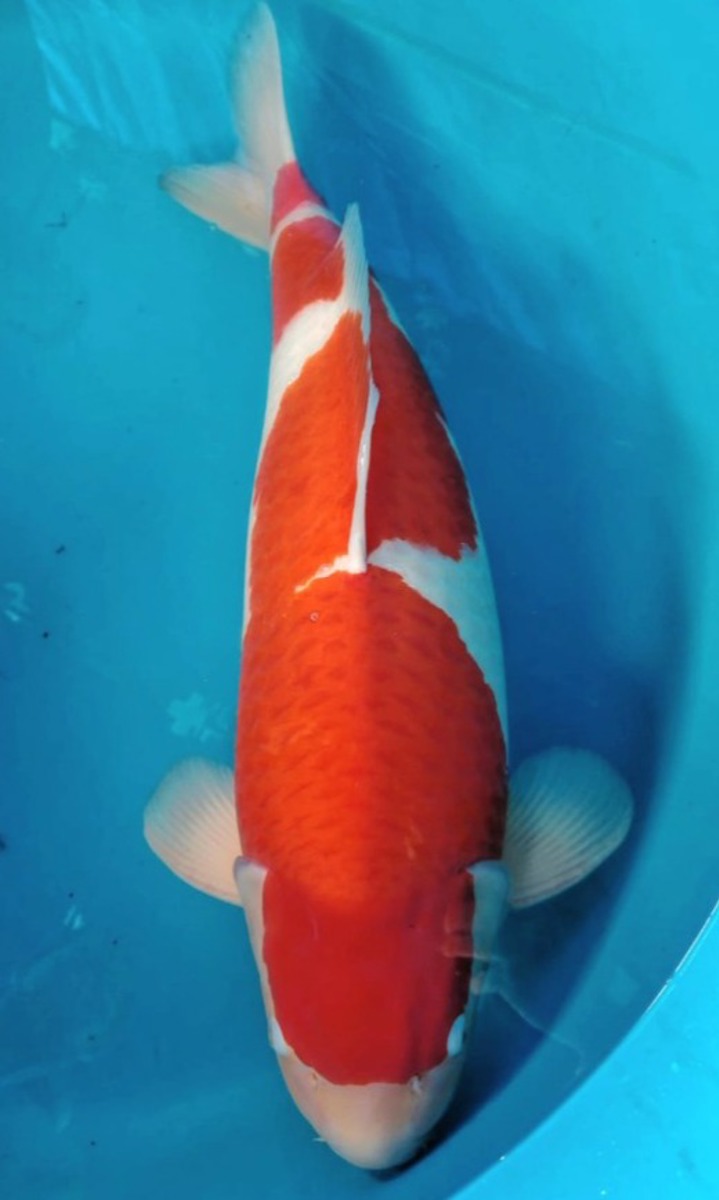 Koi picture