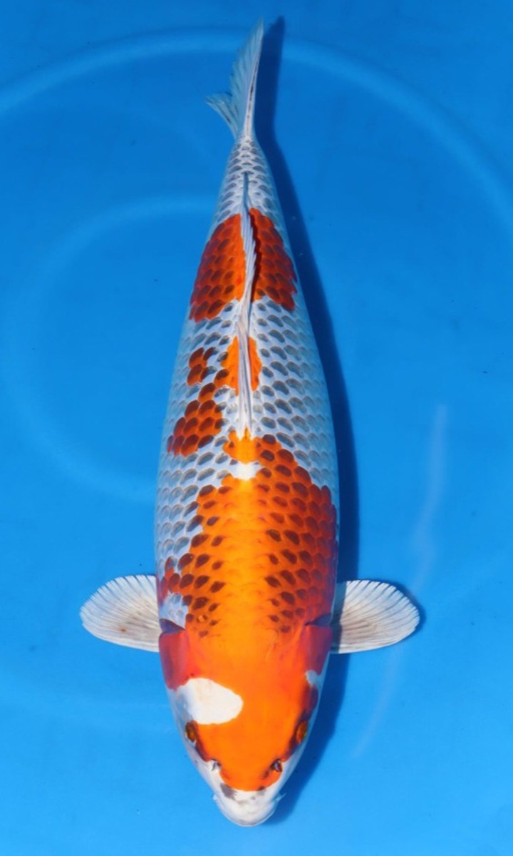 Koi picture