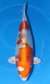 Koi