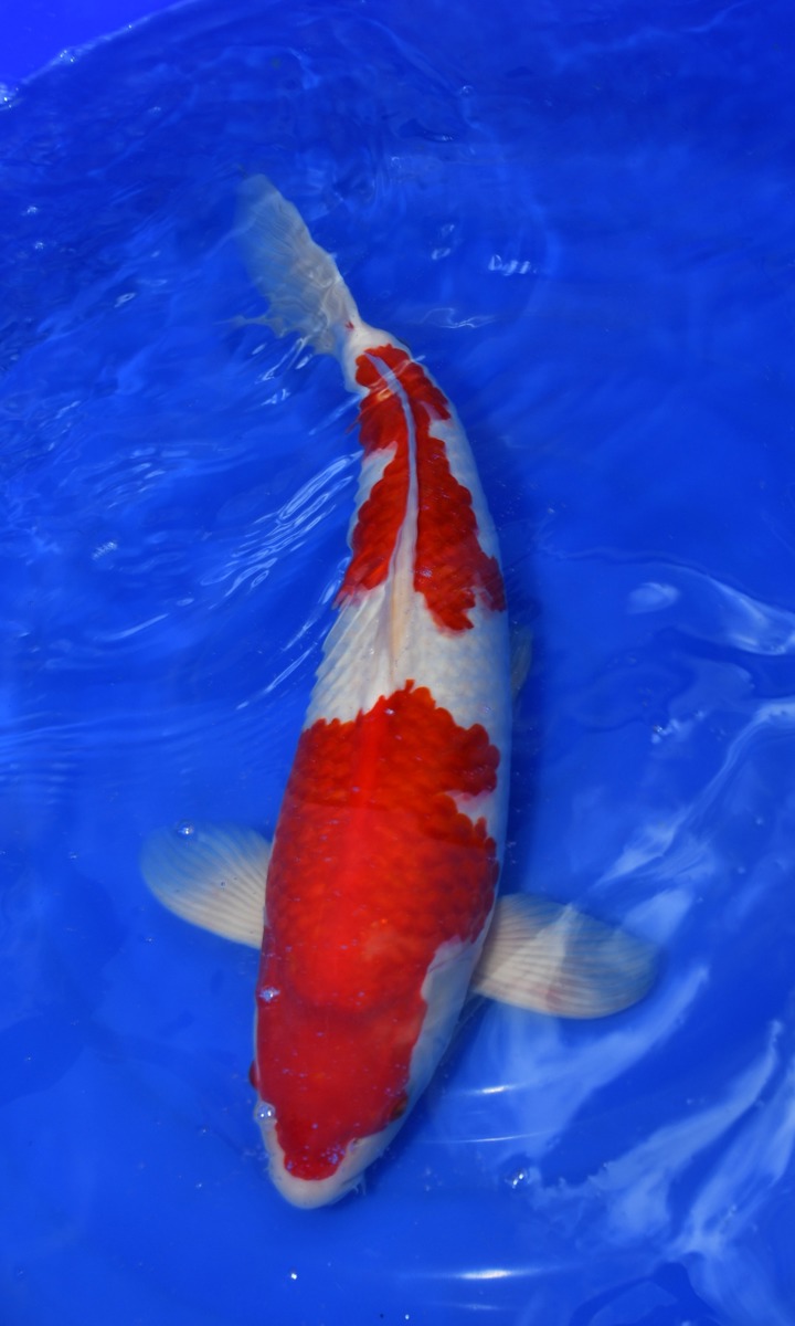 Koi picture