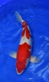 Koi