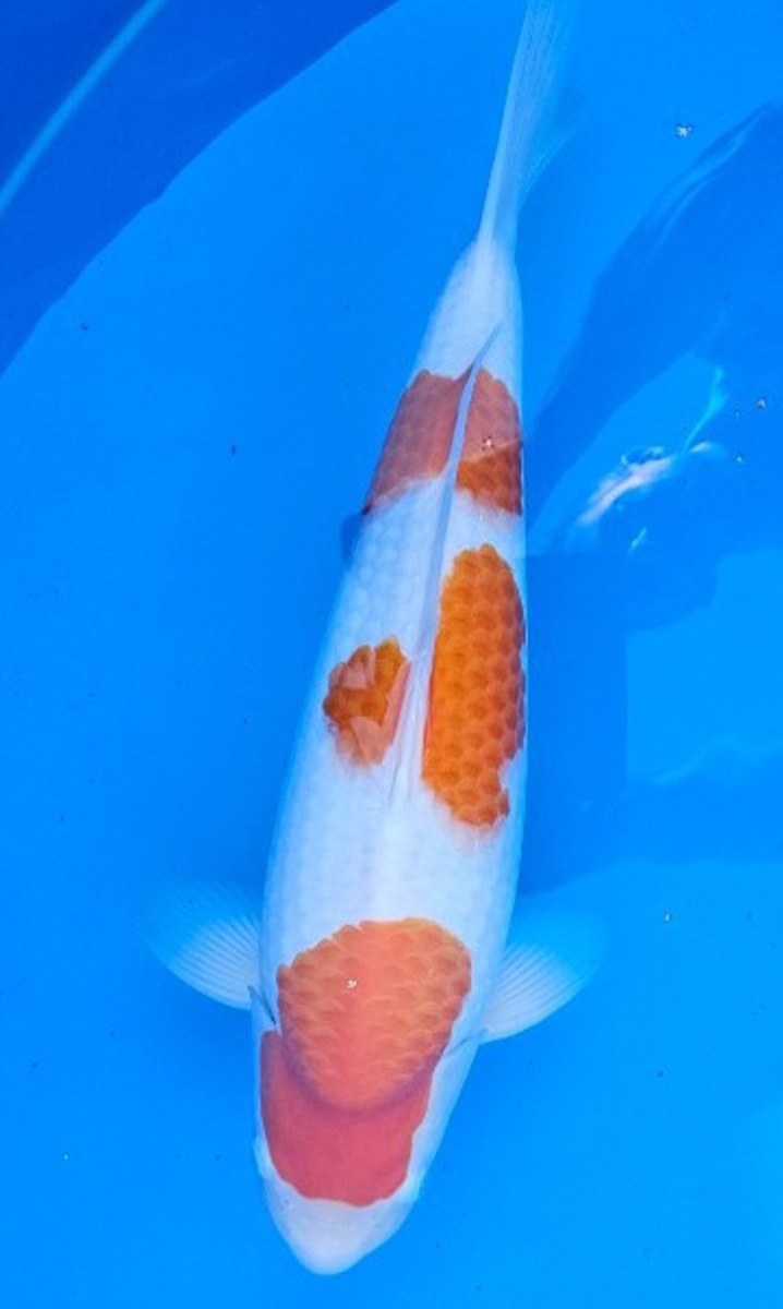 Koi picture