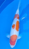 Koi