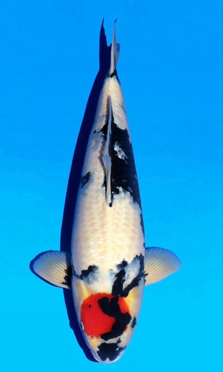 Koi picture