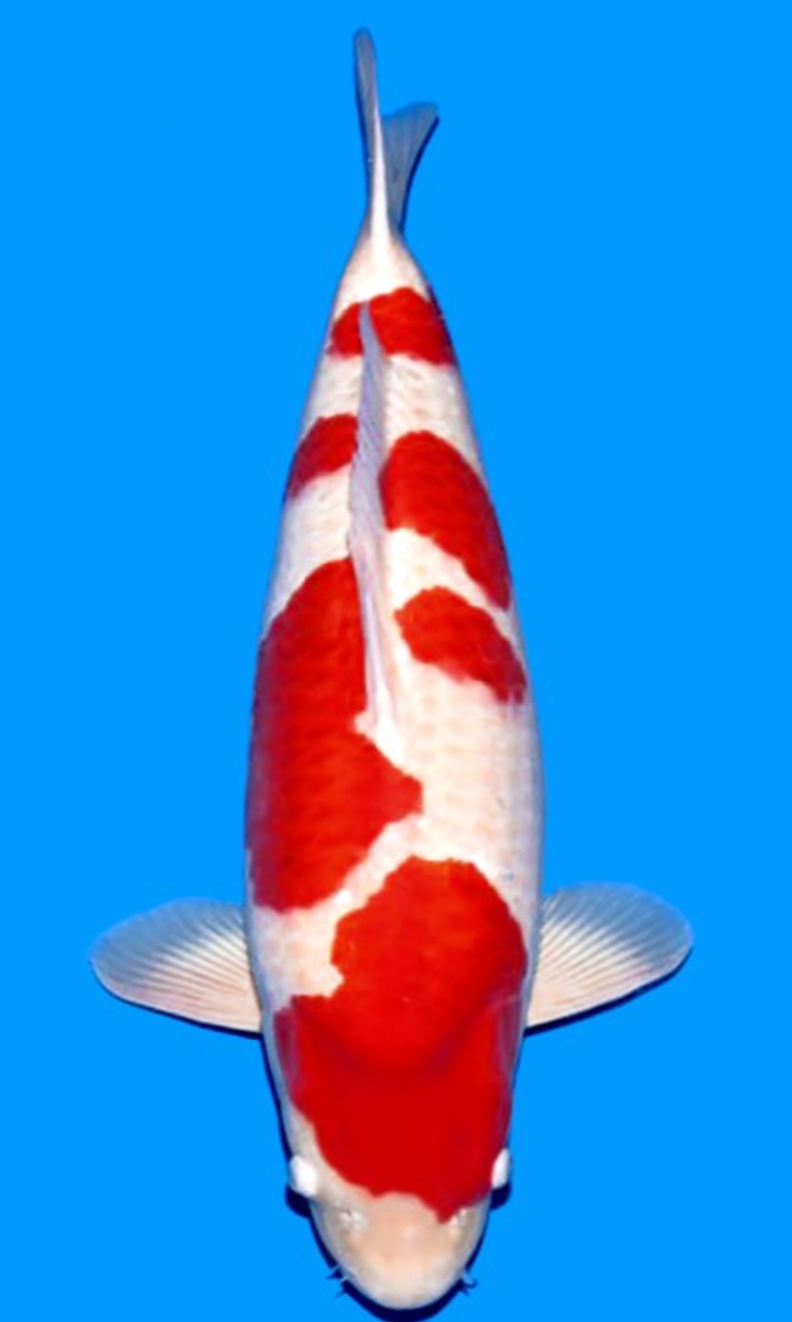 Koi picture