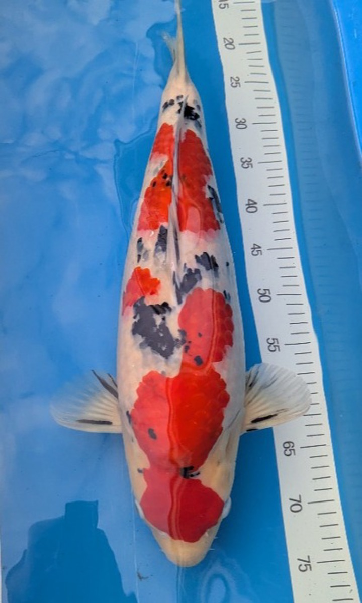 Koi picture